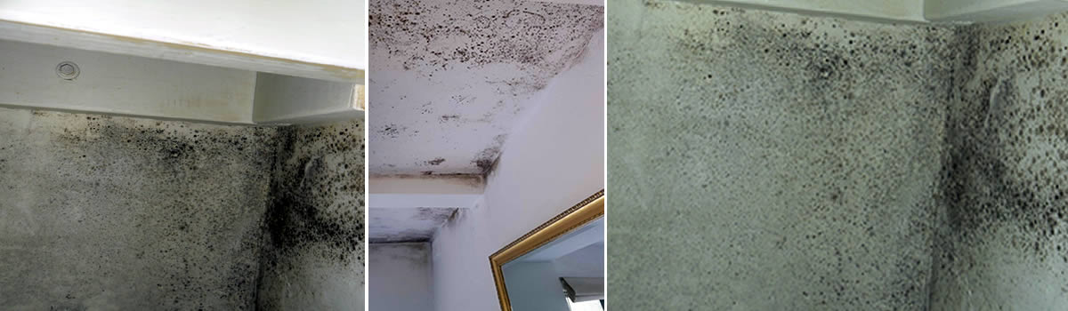 Mould removal solutions for all your mould problems
