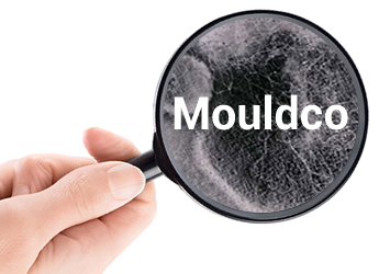 Mouldco is Melbourne's mould removal experts