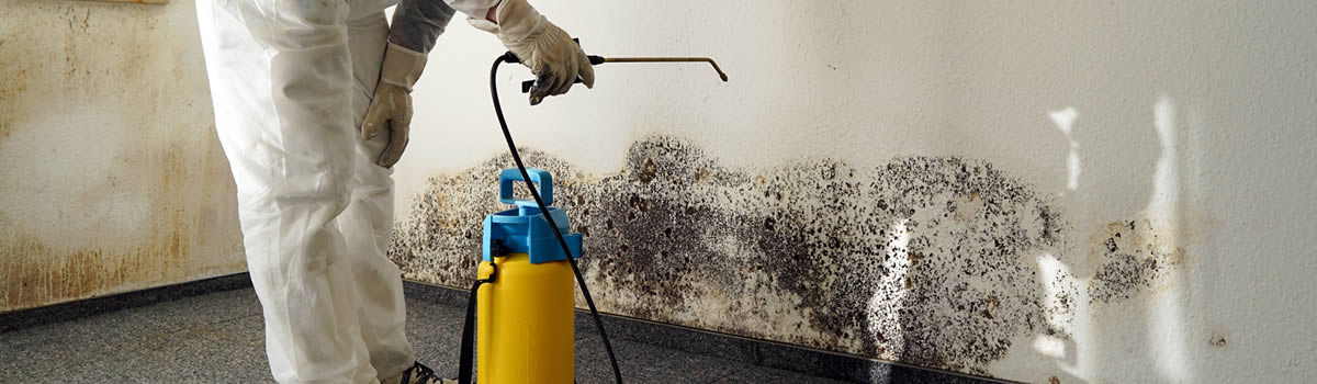 Mould cleaning and remediation
