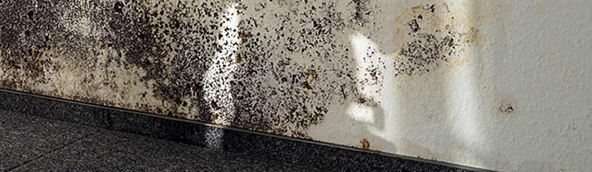 Mouldco are mould experts in mould removal and mould eradication